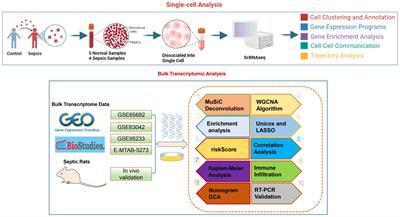 Deciphering the immune-metabolic nexus in sepsis: a single-cell sequencing analysis of neutrophil heterogeneity and risk stratification
